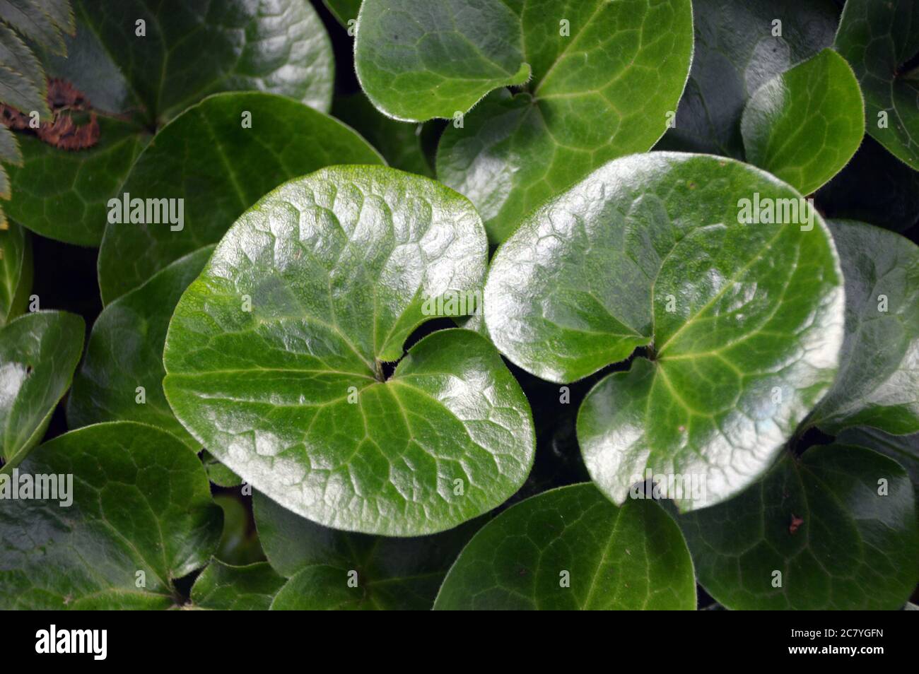 Foglie lucide e verdi scure della pianta dell'Asarum europaeum (zenzero selvatico europeo) coltivata ai confini del RHS Garden Harlow Carr, Harrogate, Yorkshire. Foto Stock