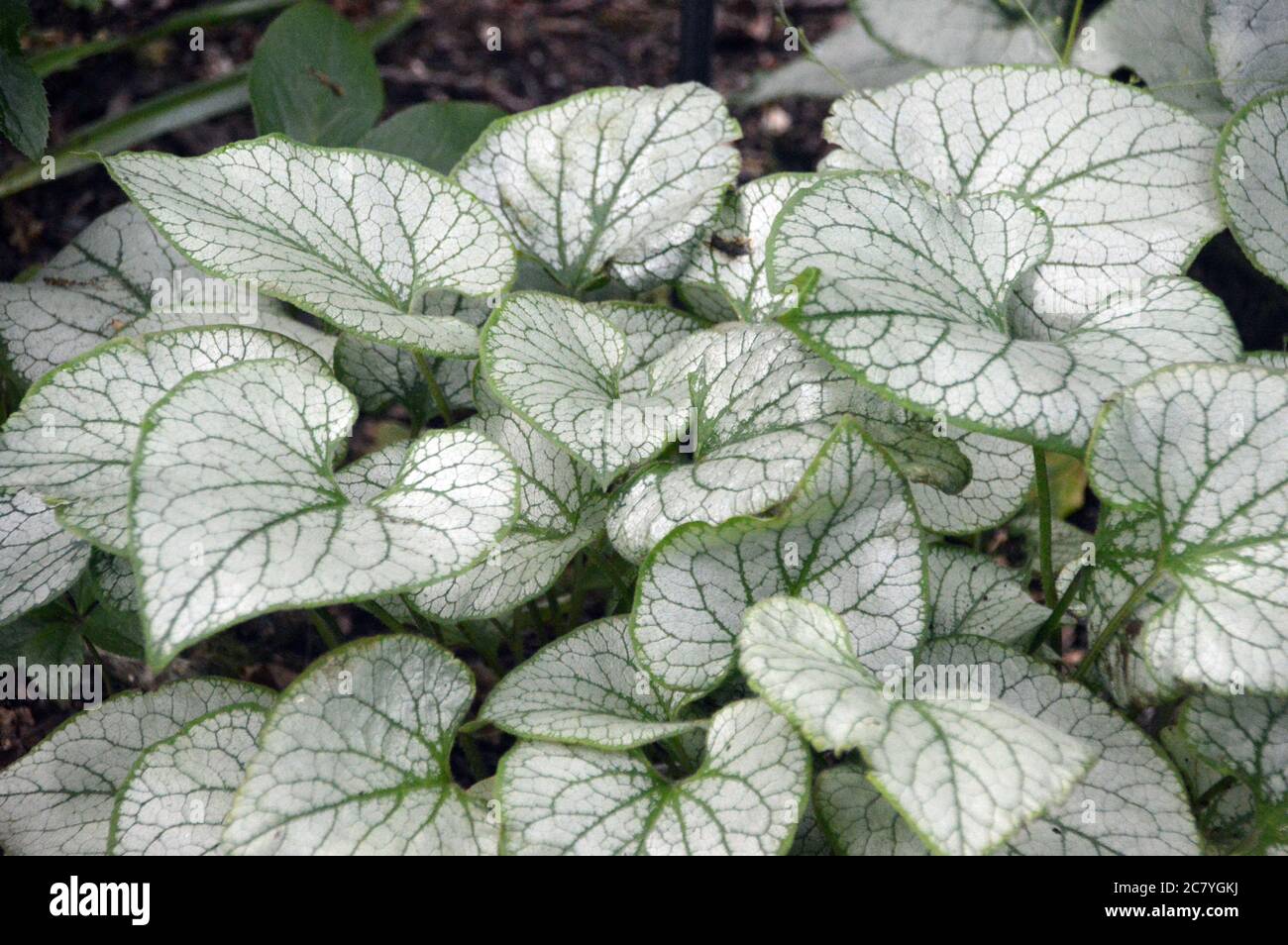 Variegato bugloss siberiano (Brunnera macrophylla) lascia cresciuto in una frontiera di RHS Garden Harlow Carr, Harrogate, Yorkshire. Inghilterra, Regno Unito Foto Stock