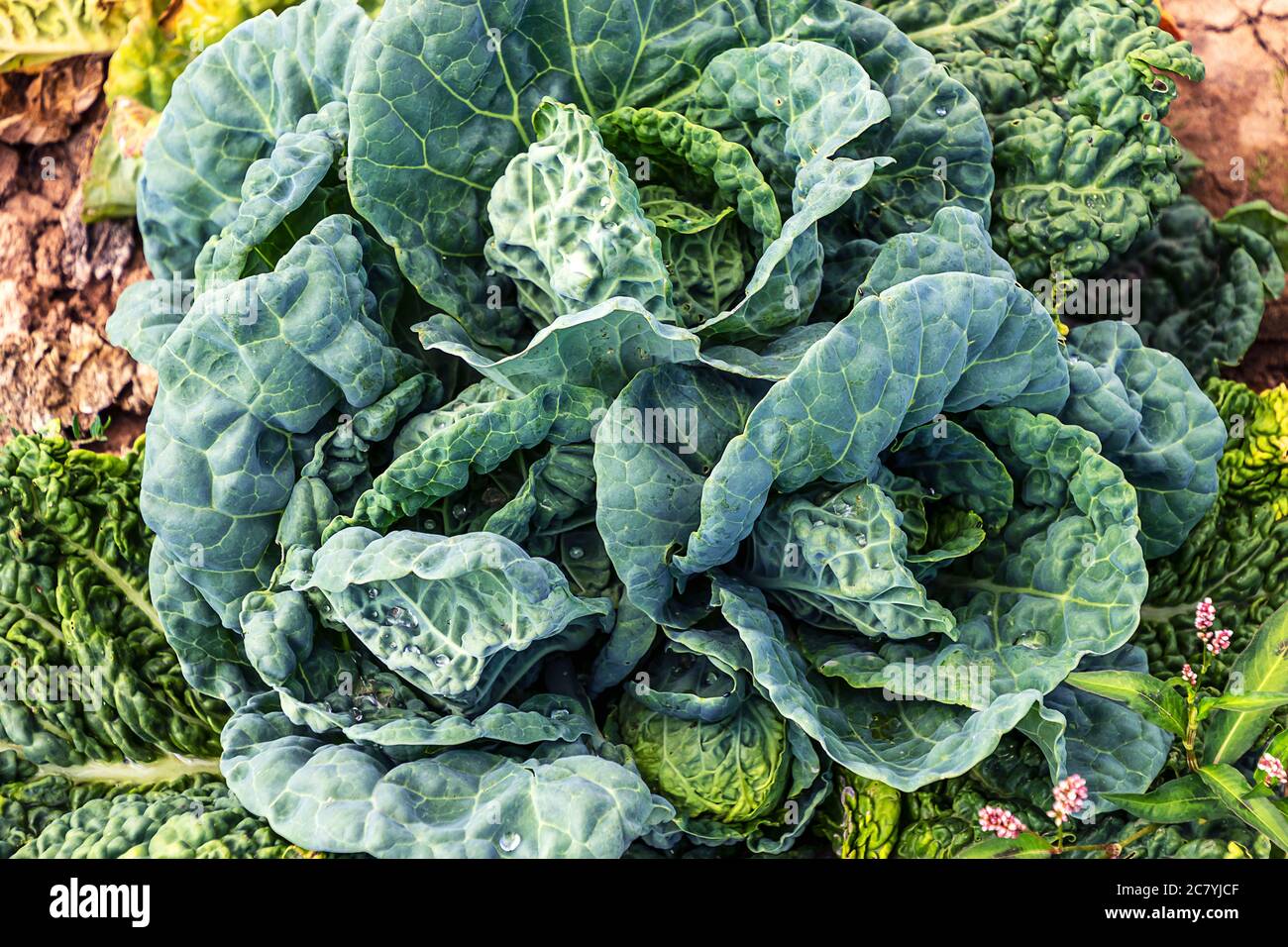 Sfondo vegetale - bella testa di verza verdeggiante e blu che cresce in un campo a metà estate. Foto Stock