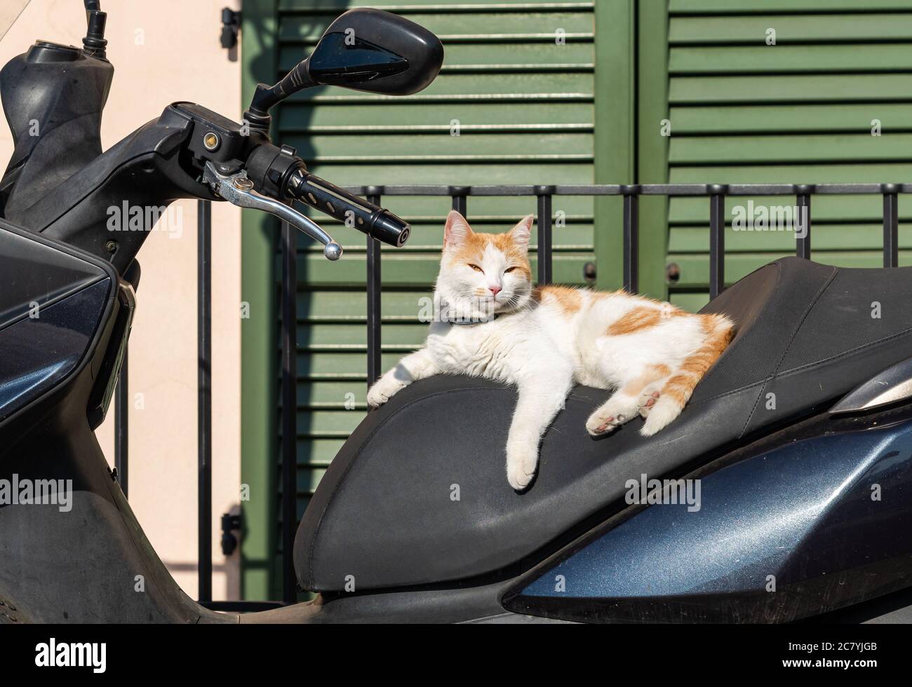 Un gatto bianco-rosso sul sedile di uno scooter godendo il sole. Foto Stock