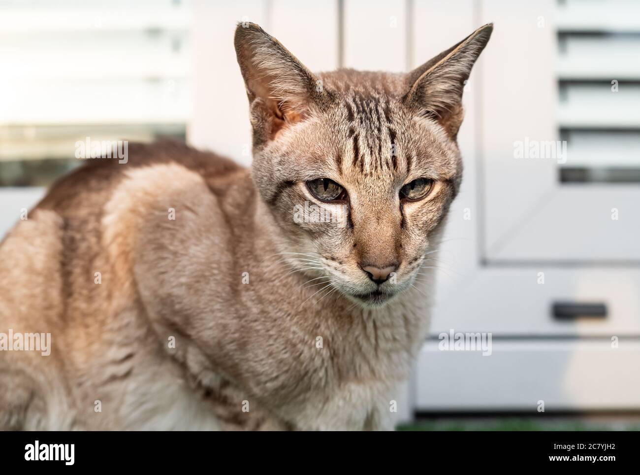 Ritratto di gatto orientale con orecchie grandi, occhi chiari e naso lungo. Foto Stock