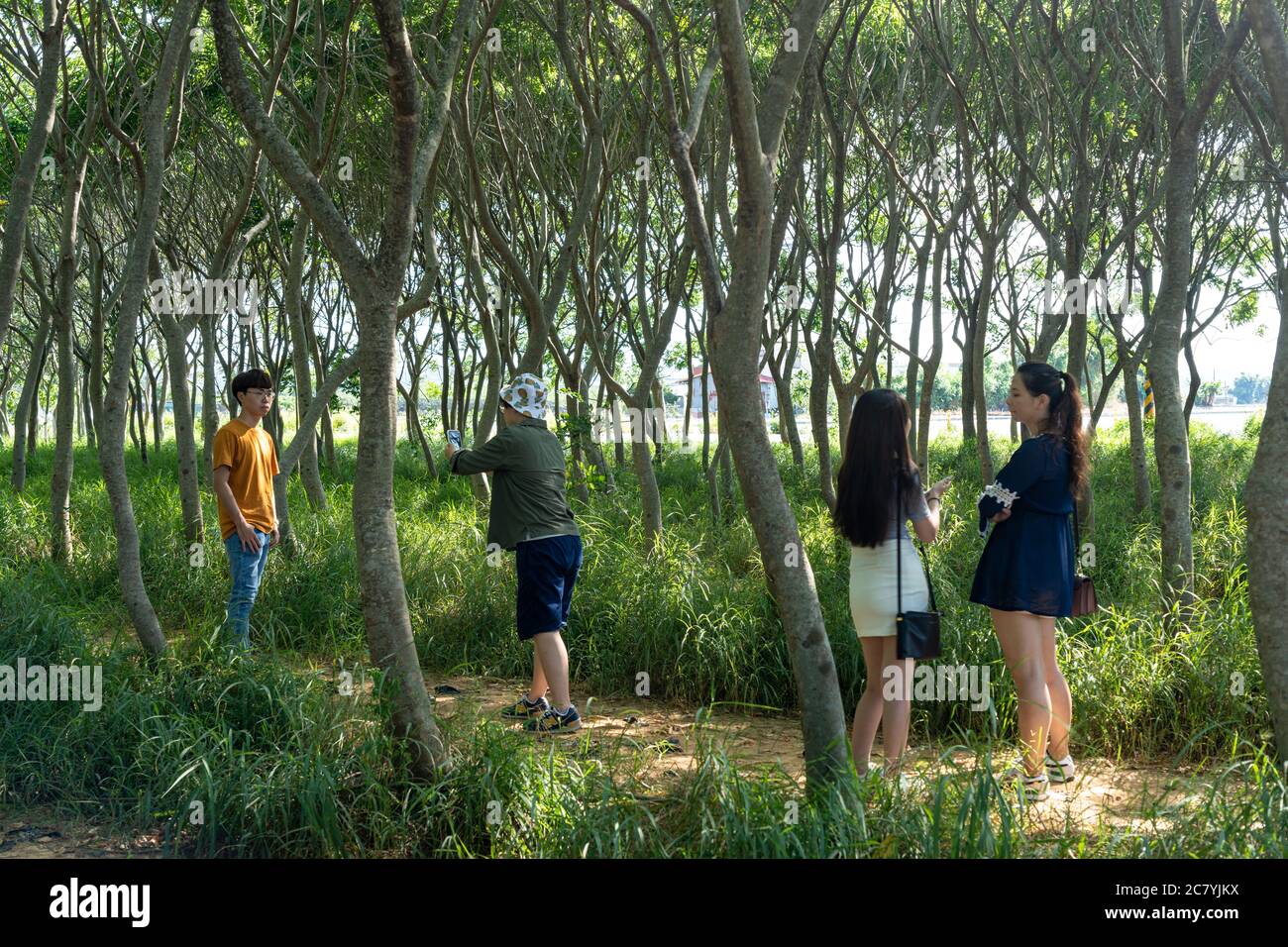 Sapindus foresta, popolare luogo di foto nella città di Taichung Foto Stock