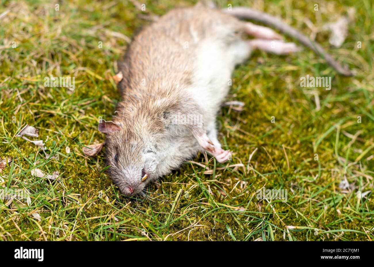 Grande ratto che giace giù morto sull'erba. Foto Stock