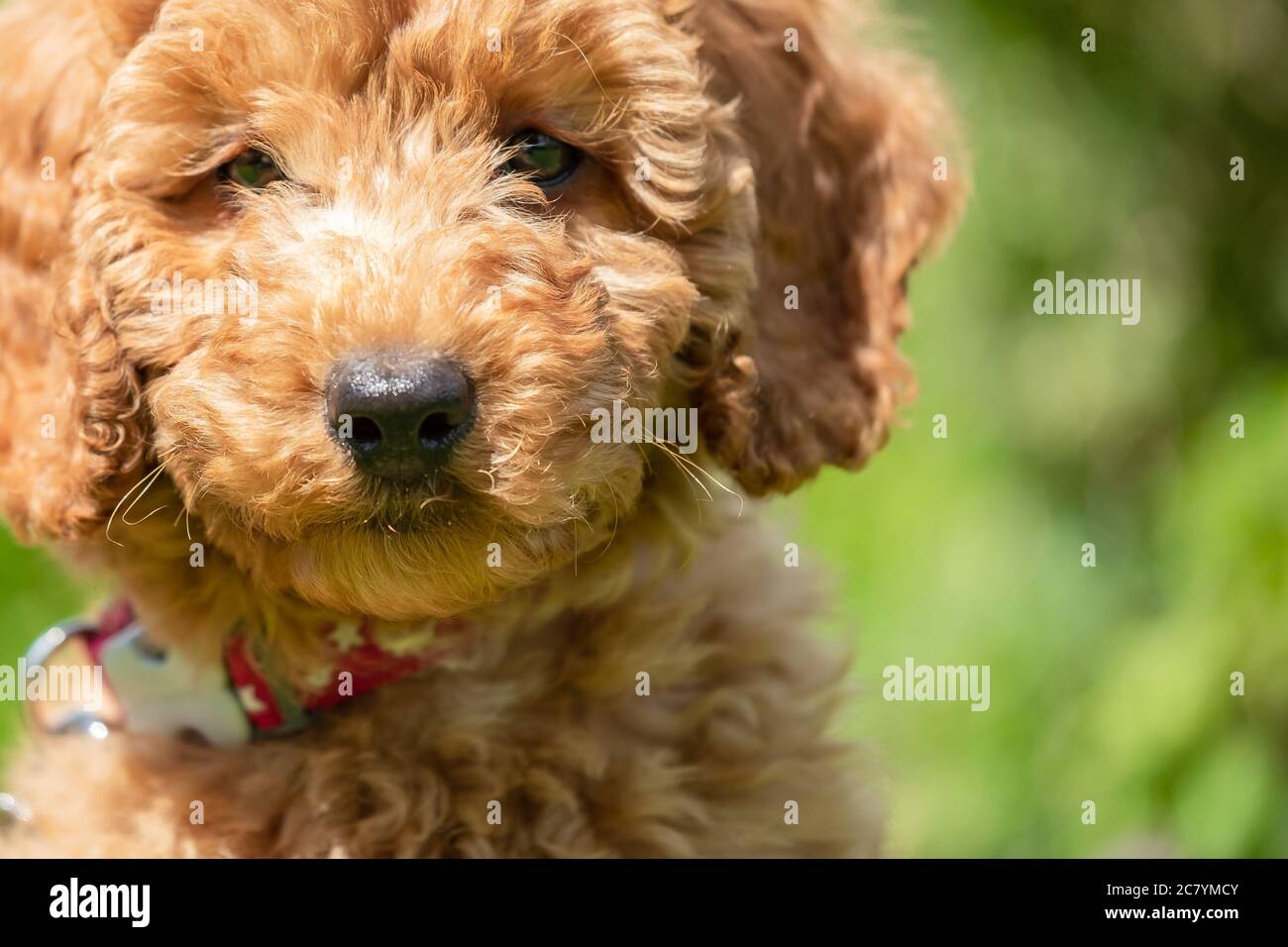 Primo piano, vista astratta di un piccolo cucciolo di poodle. Mostra il suo cappotto ipoallergenico e il naso piccolo. Foto Stock