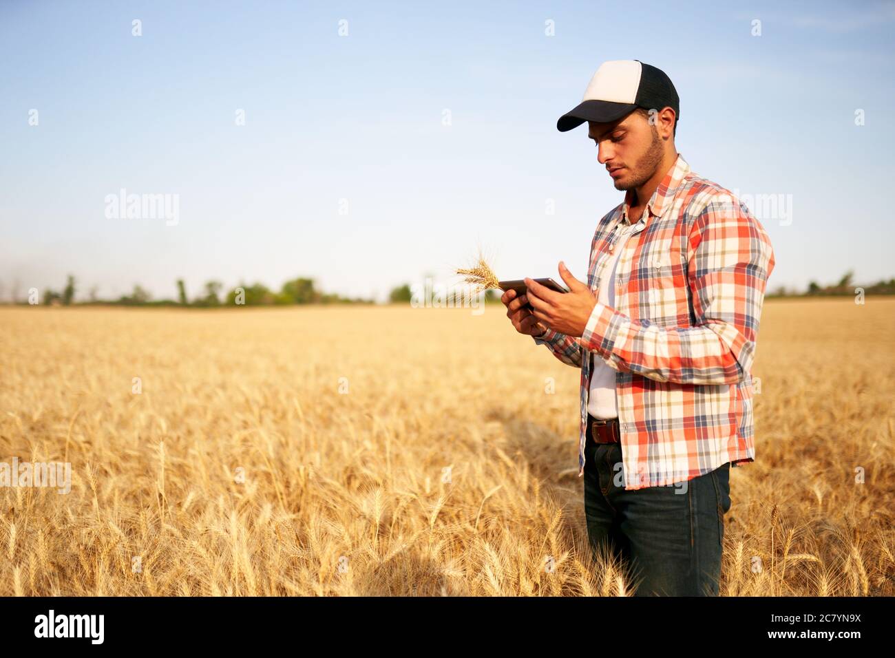 Agricoltura di precisione. Agricoltore che detiene un PC tablet, utilizzando software di gestione dati online presso il campo di grano. Agronomo che lavora con lo schermo del computer a sfioramento Foto Stock Agricoltura di precisione. Agricoltore che detiene un PC tablet, utilizzando software di gestione dati online presso il campo di grano. Agronomo che lavora con lo schermo del computer a sfioramento Foto Stock