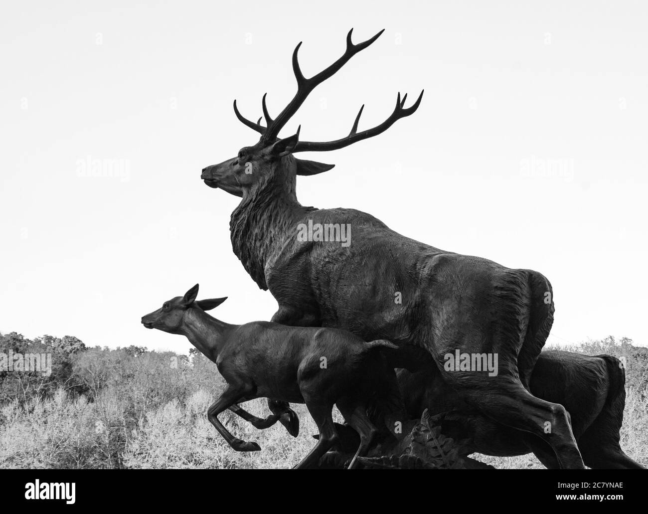 Fuga famiglia cervi. Caccia, protezione degli animali, controllo della fauna selvatica, abbattimento degli animali, biodiversità, estinzione e sterminio delle specie. Foto Stock