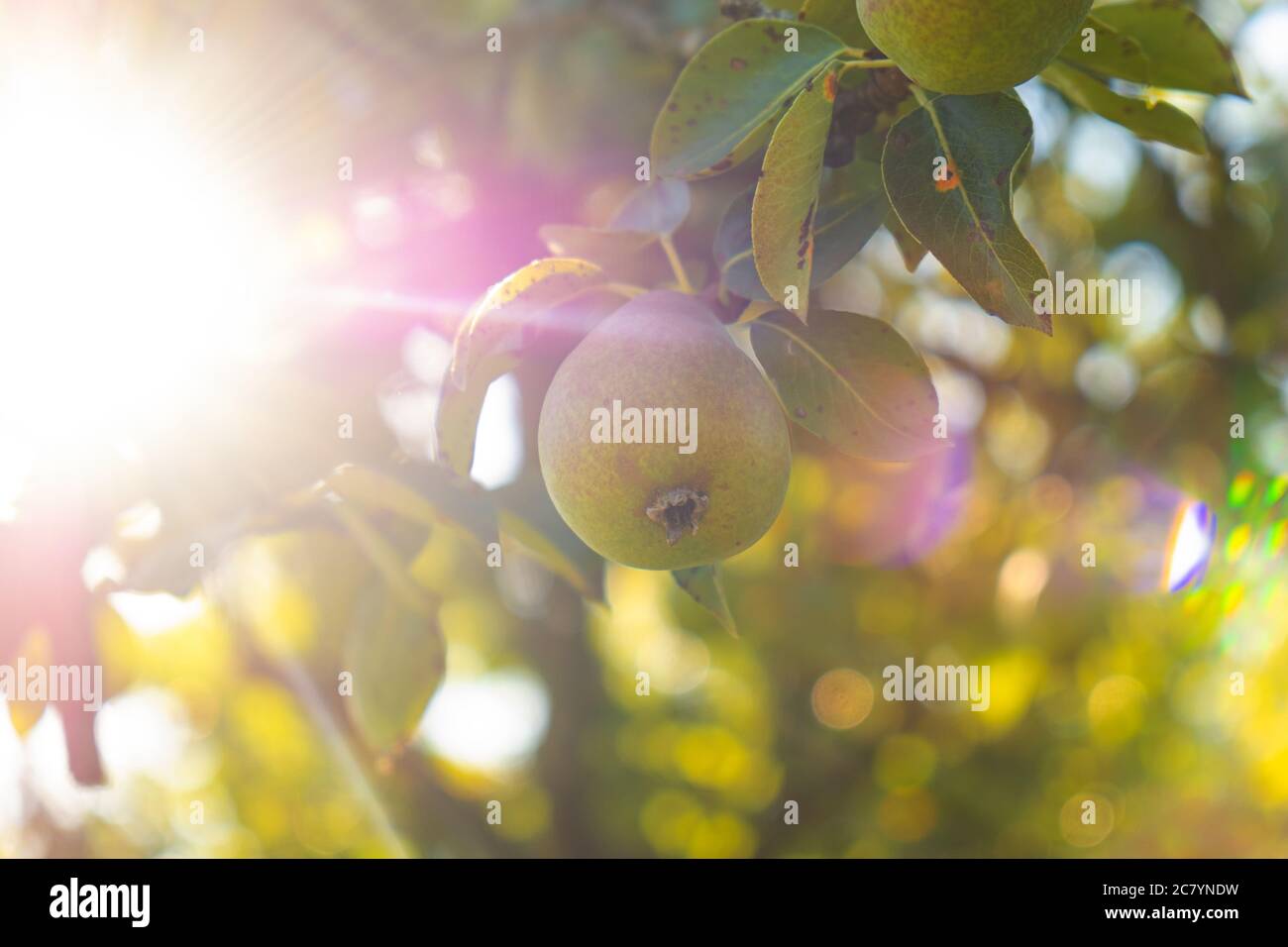 pera succosa su un albero con retroilluminazione dal sole. Foto Stock