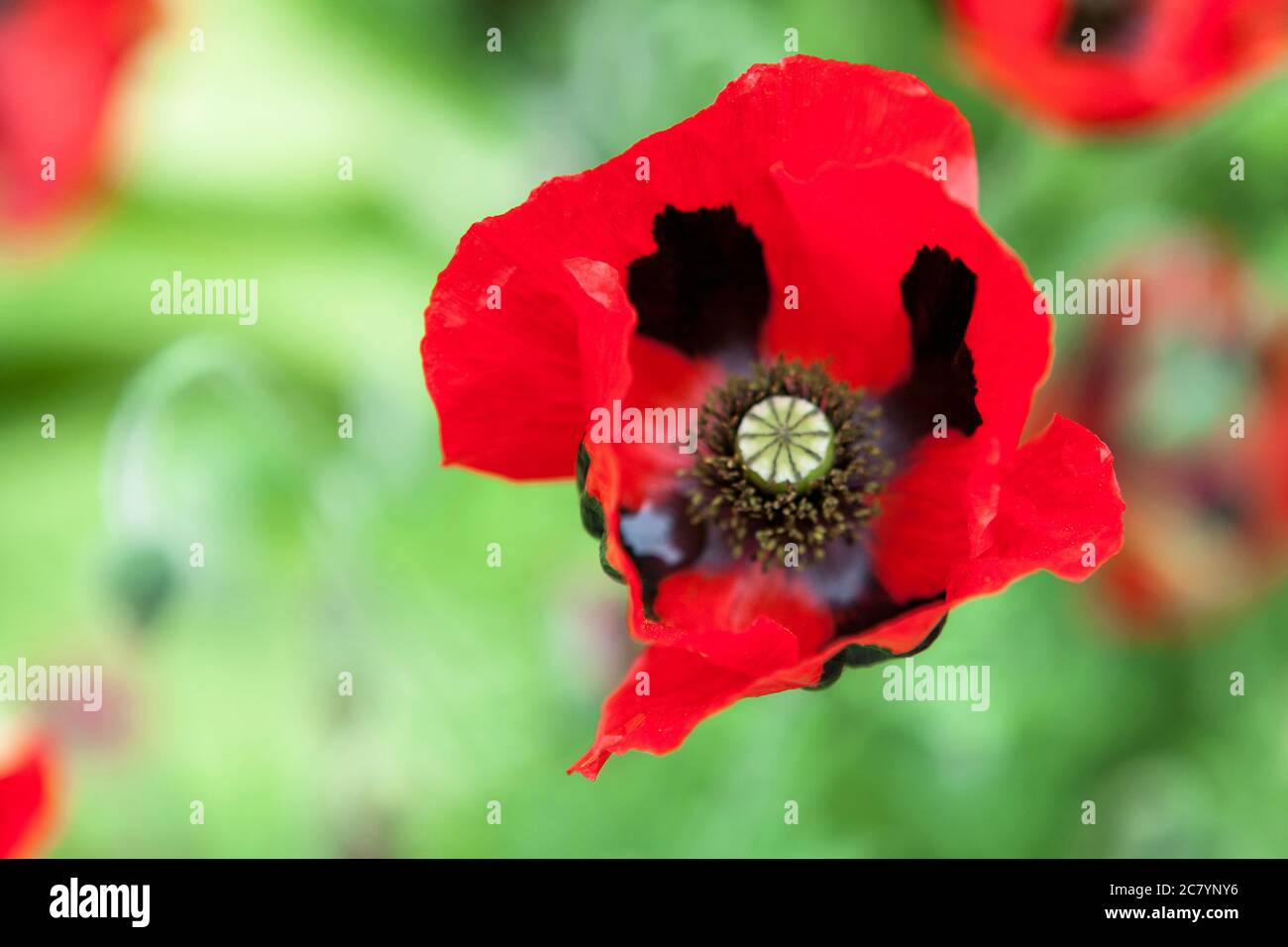 Dettaglio di Oriental Poppy (Papaver orientalis) nel Wall Garden a Great Dixter, East Sussex, Inghilterra, UK Foto Stock