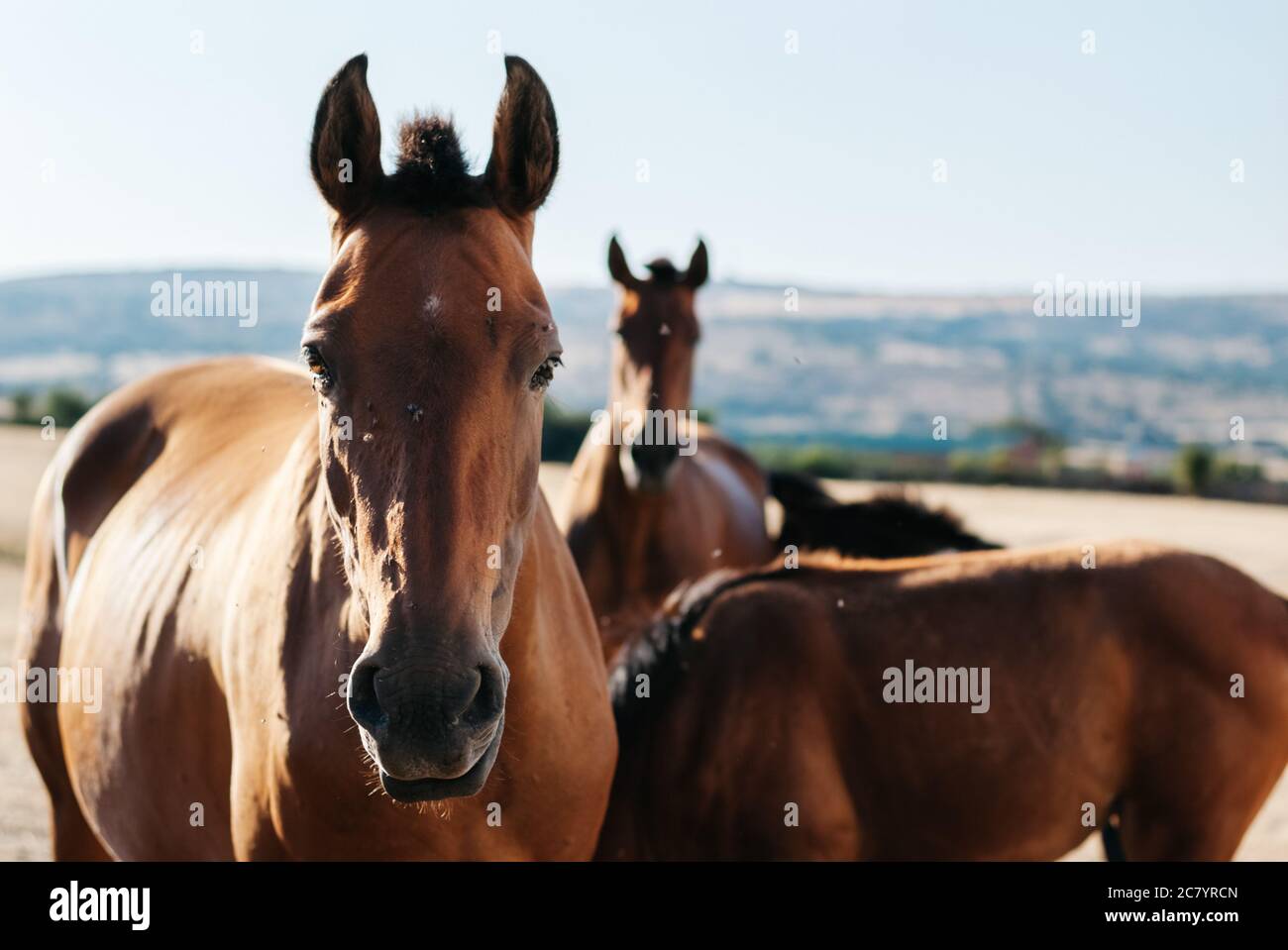 Gruppo di tre cavalli giovani del pascolo Foto Stock