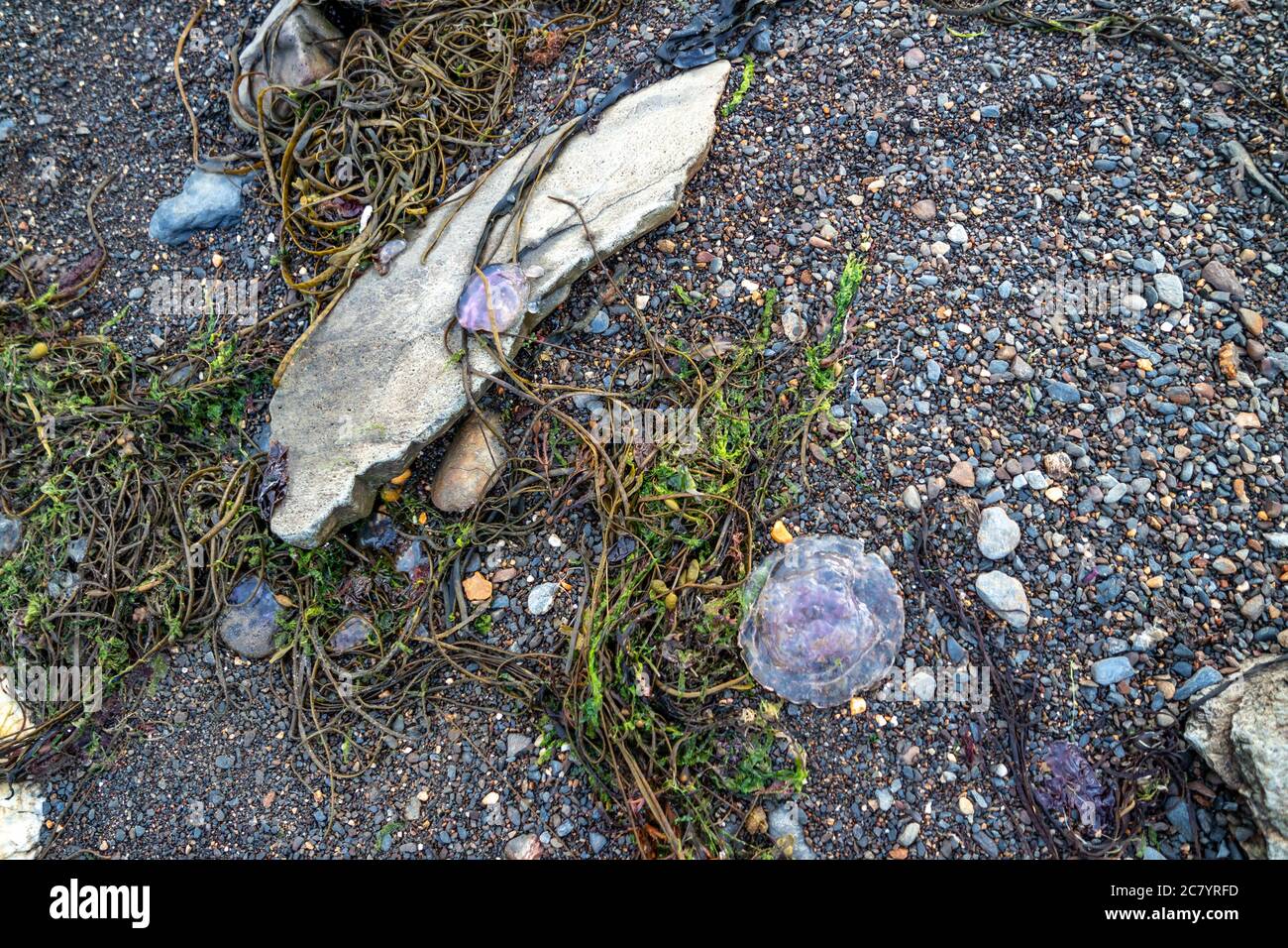 Meduse viola sulle pietre vicino al mare a Dawros - Irlanda. Foto Stock