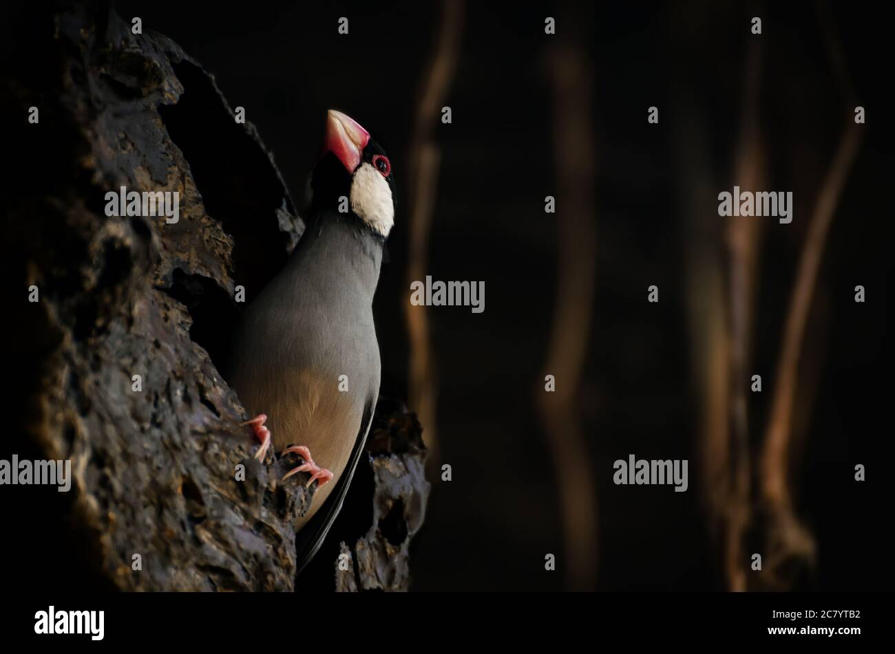 Padda Java Rice Sparrow (lonchura oryzivora) in piedi su una roccia Foto Stock