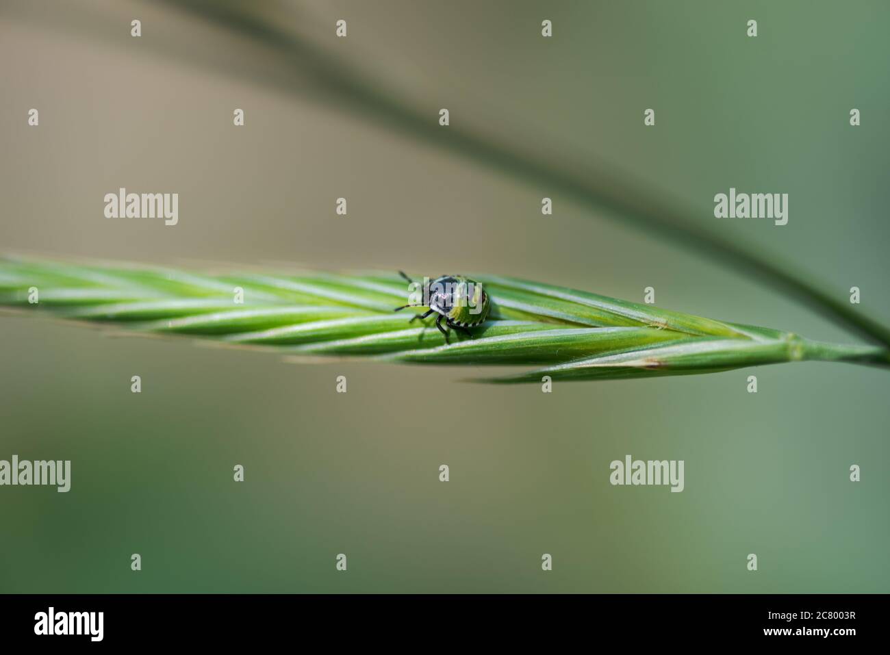Piccolo barattolo verde, nezara viridula mid instar ninfa, a piedi su una foglia, a Palencia, Spagna Foto Stock