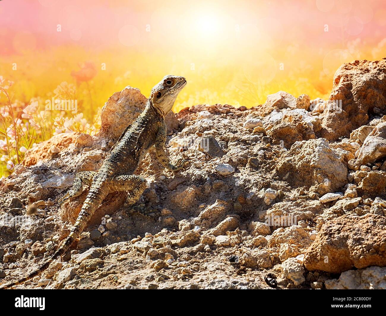 Big Lizard Hardun al sole del mattino. Stellagama stellio. Foto Stock