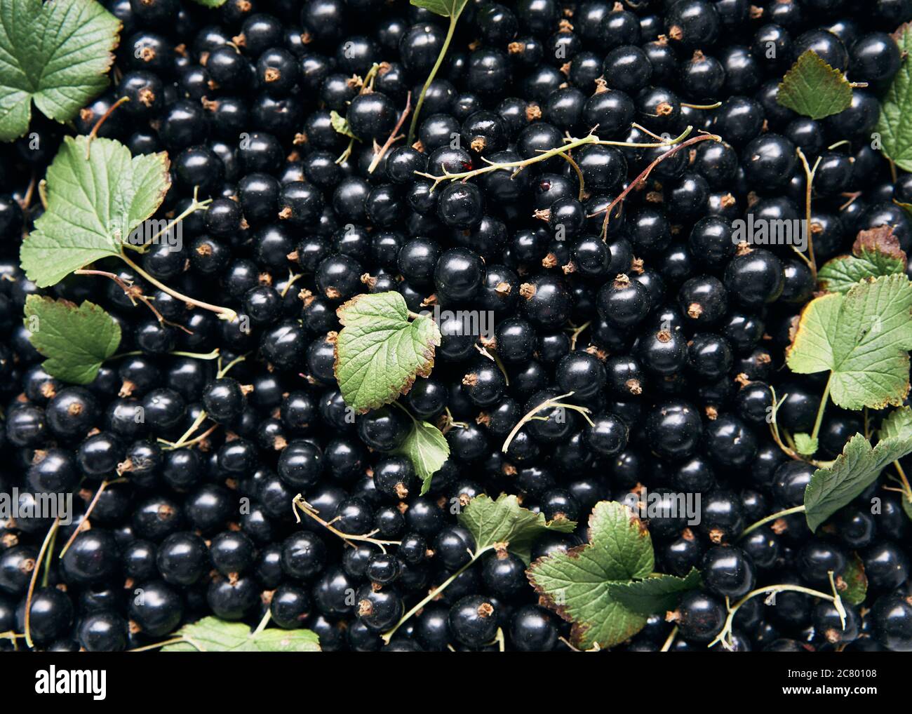 Una ciotola di ribes nero appena selezionati Foto Stock
