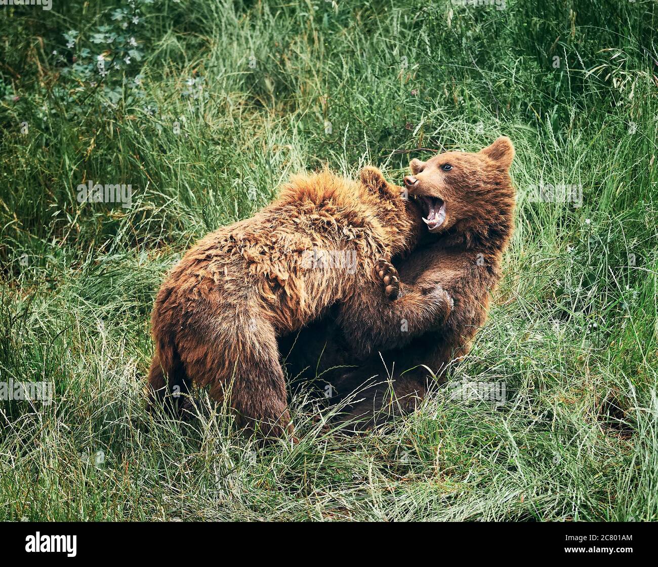 orsetto marrone, combattendo nell'erba verde alta Foto Stock