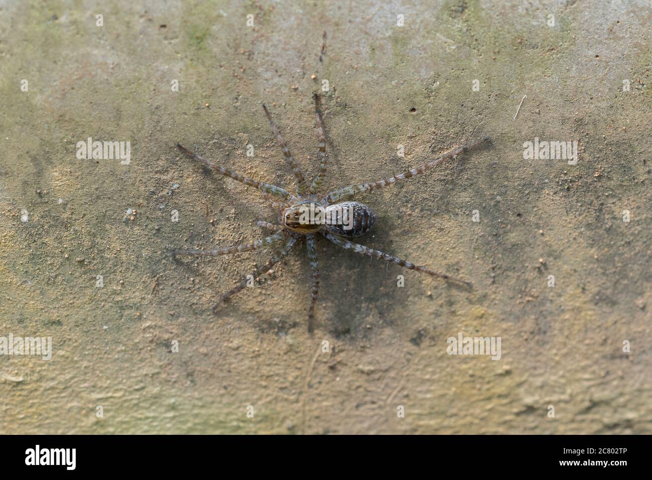 Pardosa pseudoannulata al canale d'acqua agricolo, Isehara City, Prefettura di Kanagawa, Giappone. Foto Stock