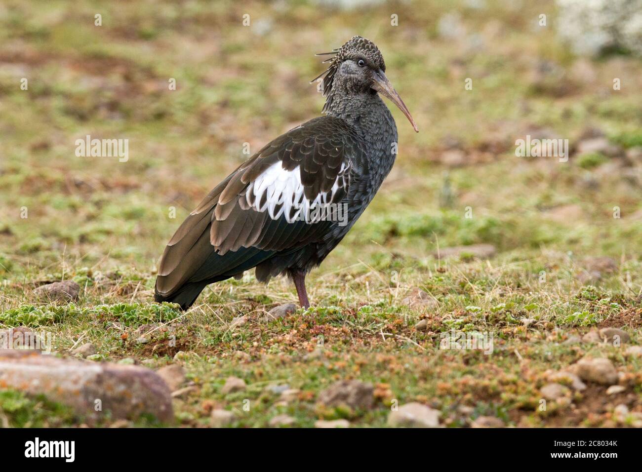 Il boccapide (Bostrichia carunculata) è un uccello della famiglia Threskiornitidae. È endemico per gli altopiani etiopi e si trova Foto Stock