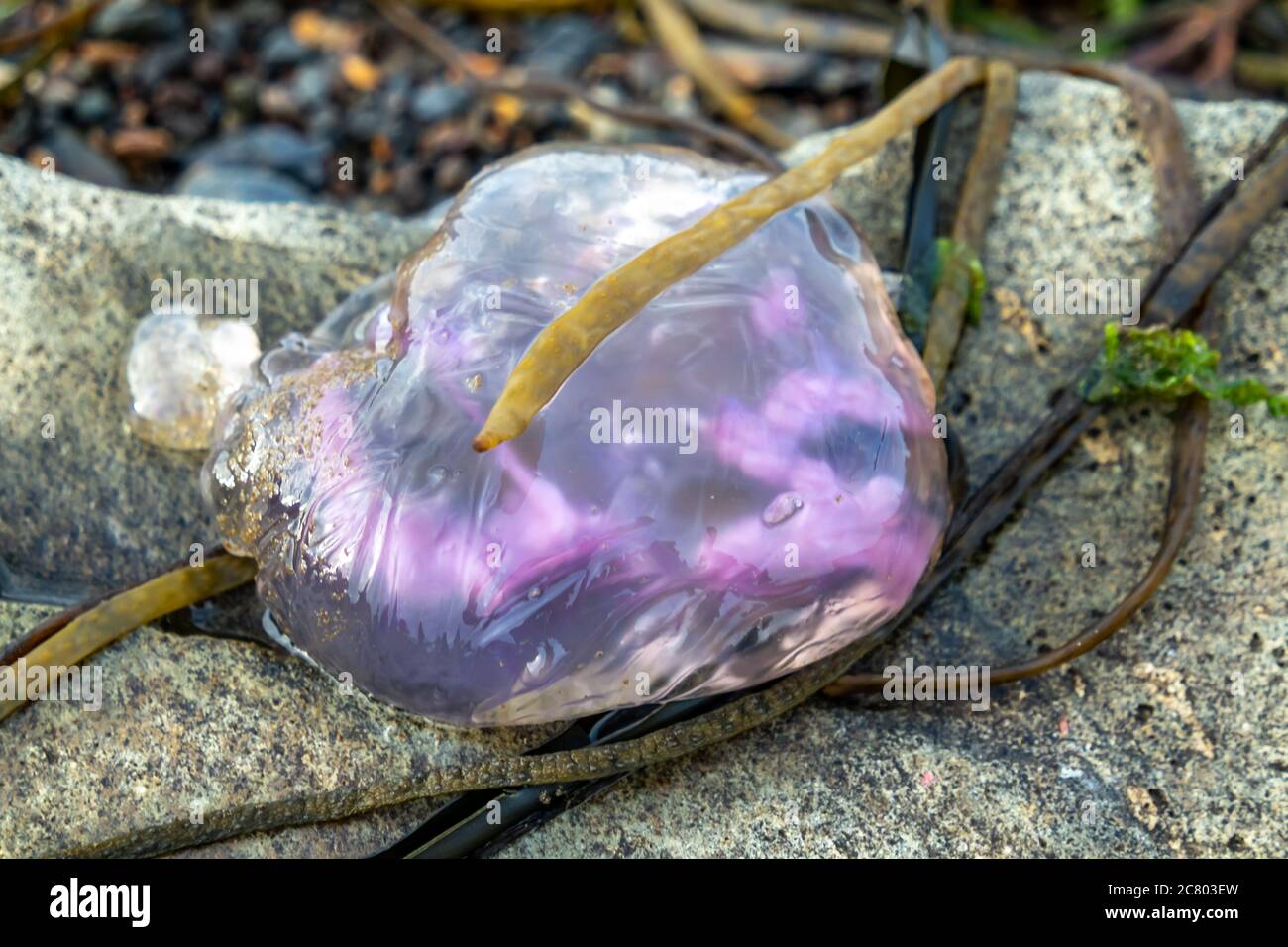 Meduse viola sulle pietre vicino al mare a Dawros - Irlanda. Foto Stock
