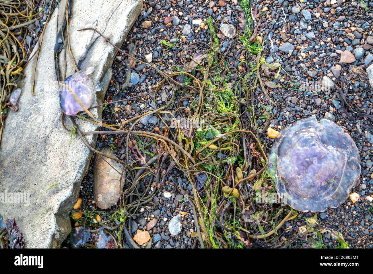 Meduse viola sulle pietre vicino al mare a Dawros - Irlanda. Foto Stock