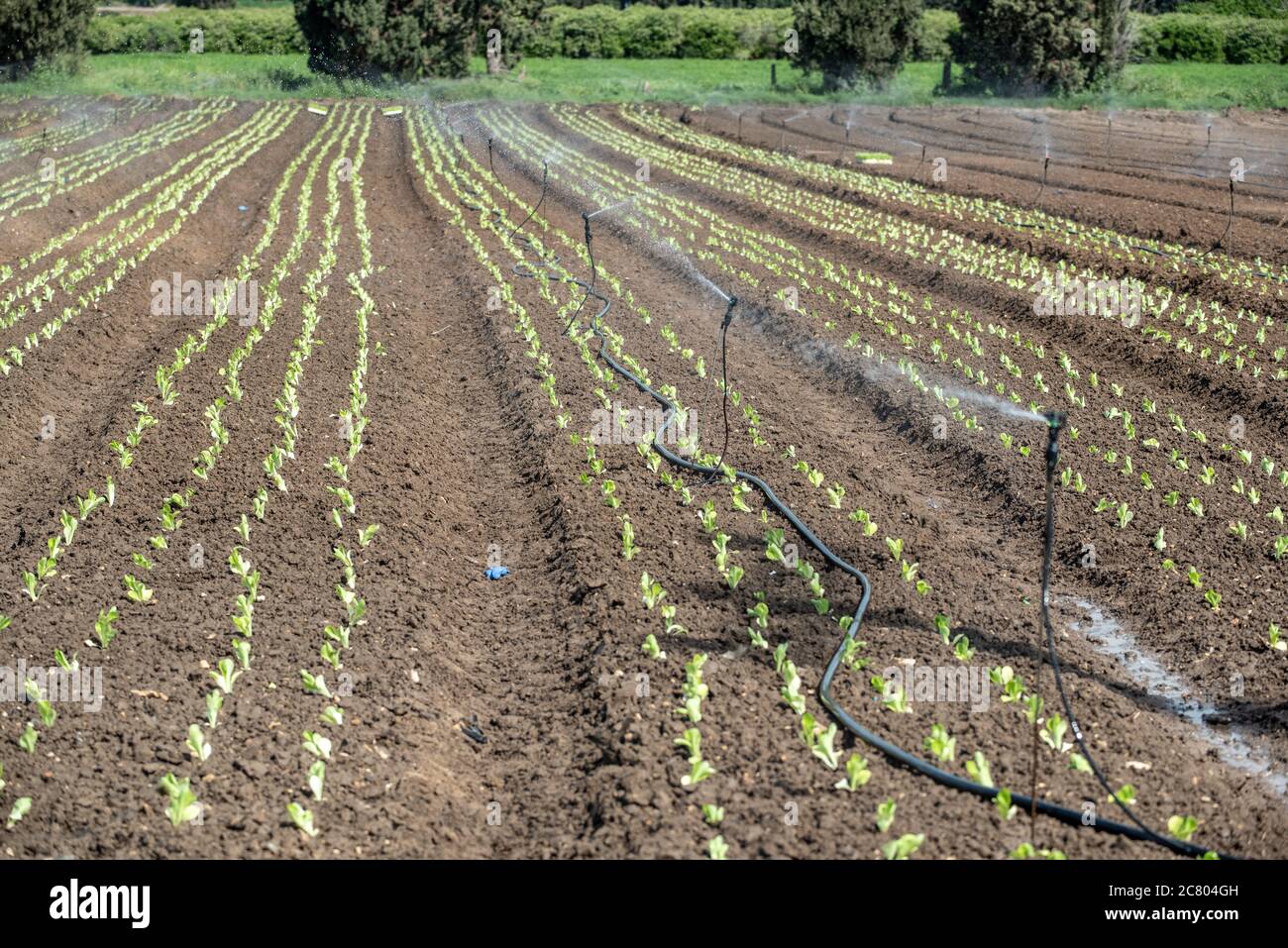 Gli sprinkler vengono utilizzati per irrigare giovani piantine in un campo agricolo. Fotografato in Israele in primavera, aprile Foto Stock