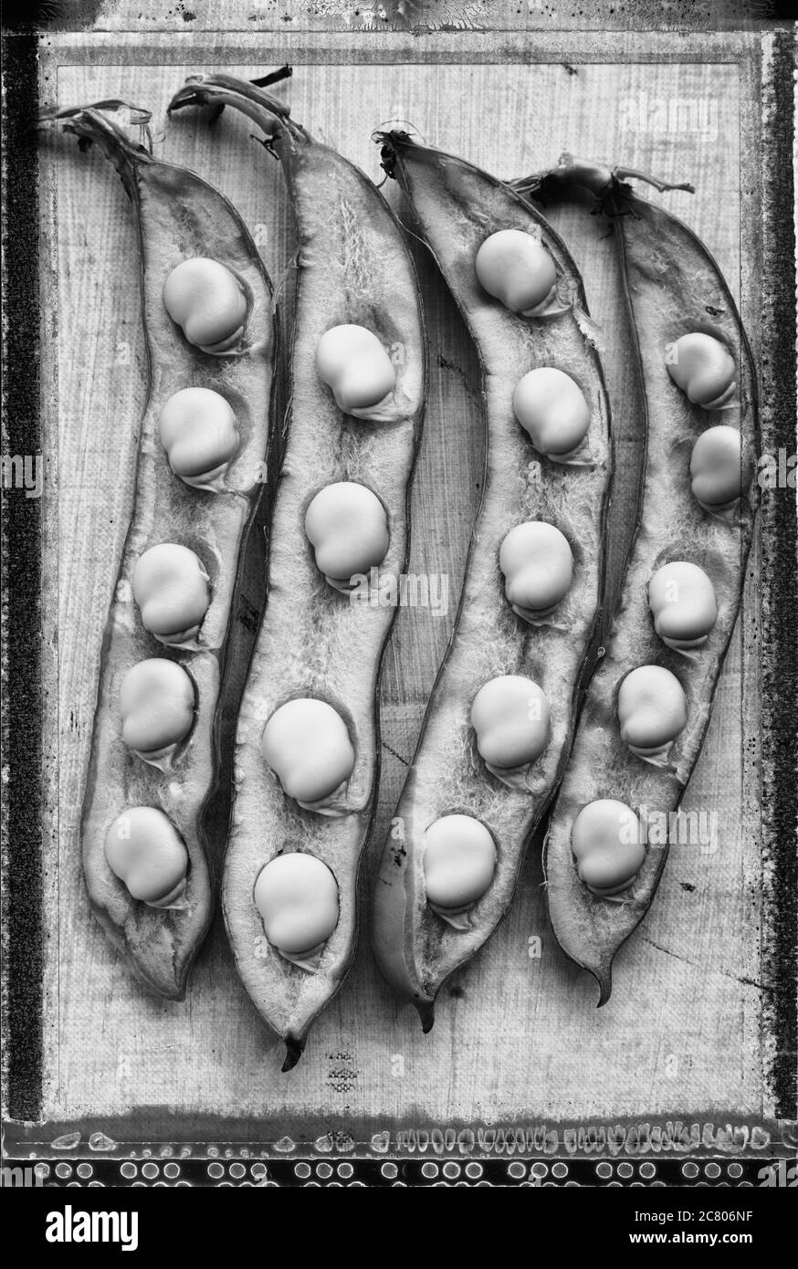 Un primo piano di due fave si aprono nelle loro conchiglie in nero e bianco polaroide stile Foto Stock