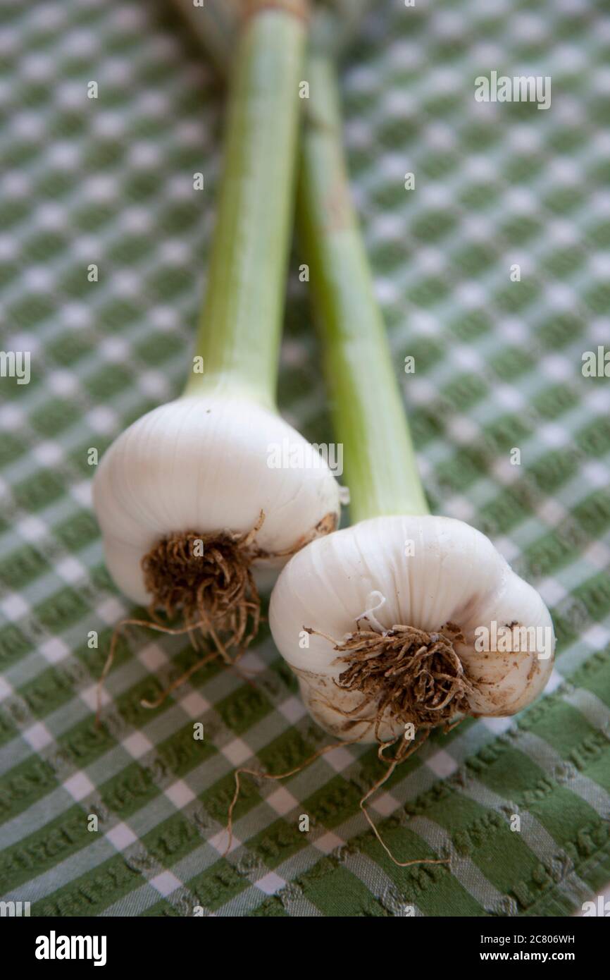 Due bulbi di aglio appena raccolti giacenti su un piccolo panno controllato Foto Stock