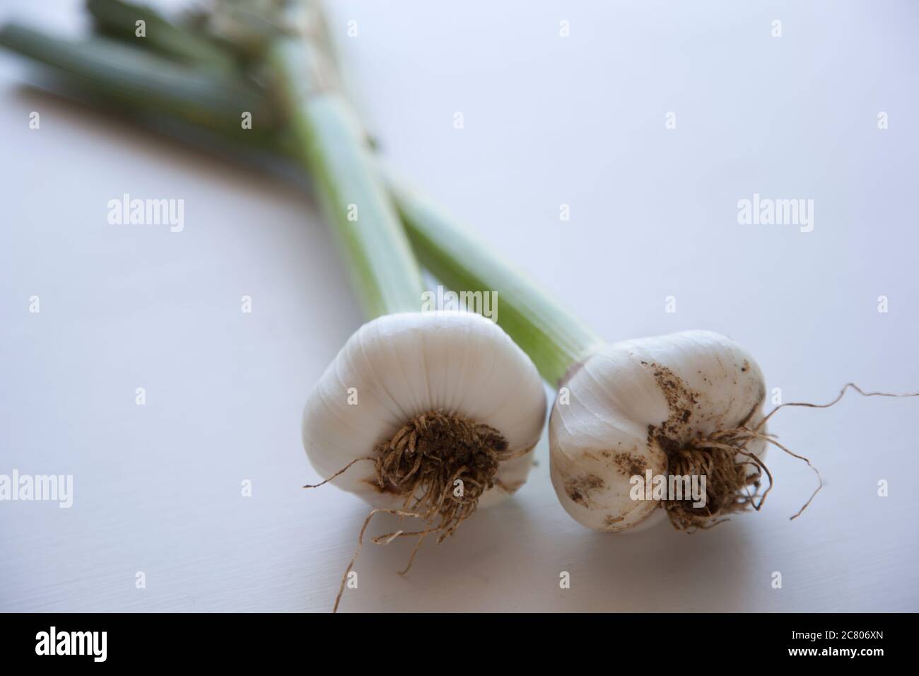 Due bulbi di aglio appena raccolti giacenti su un terreno bianco Foto Stock