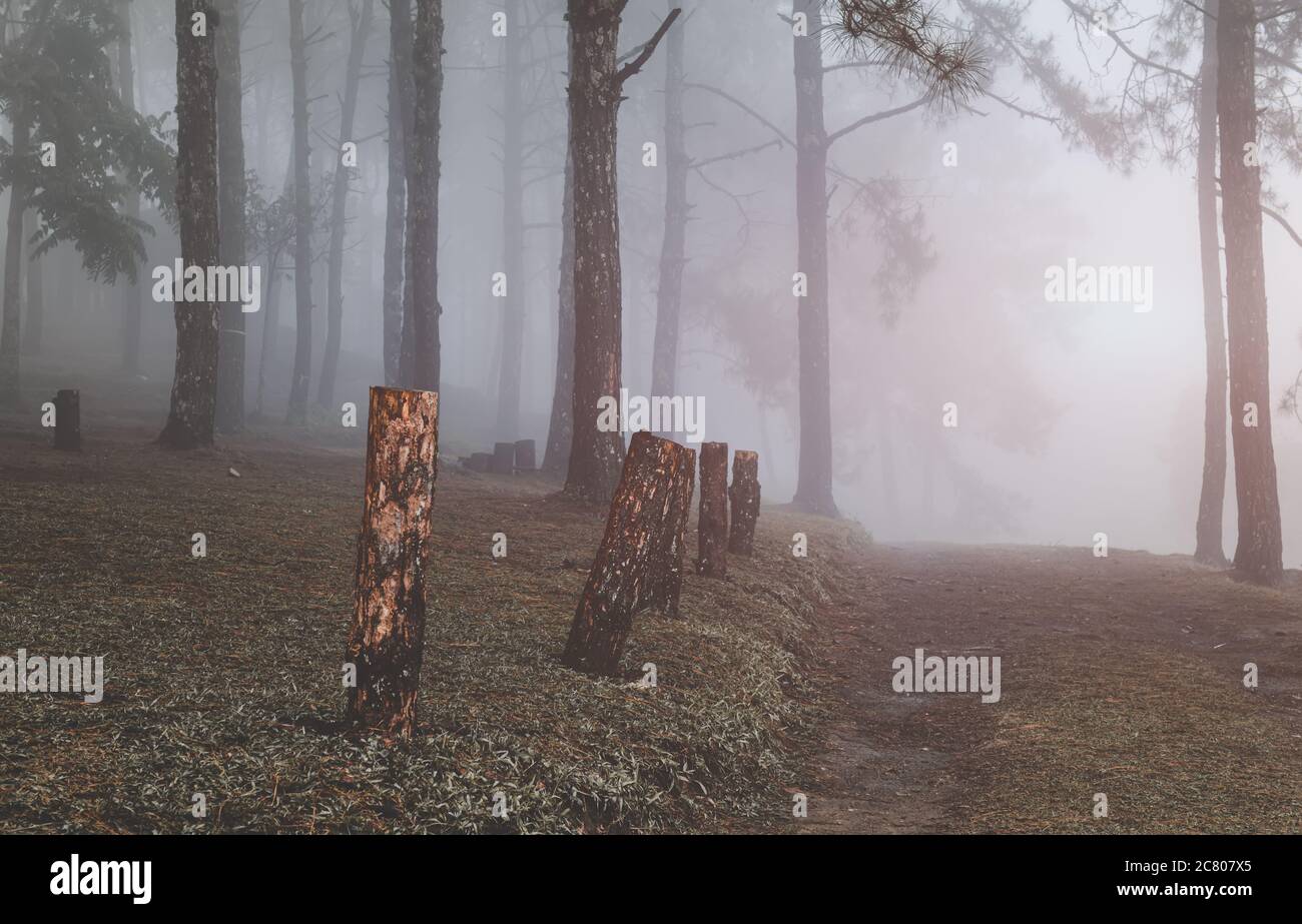 Strada nella malavita invernale con alberi e misteri all'alba. Foto Stock