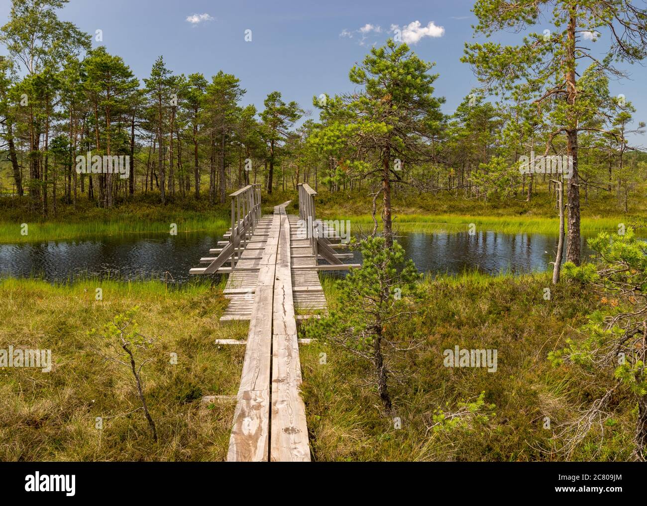 Paesaggio con un ponte pedonale in legno sulle paludi con piccoli pini. Paludi e stagni, una tipica torbiera dell'Estonia occidentale. Nigula natura R Foto Stock