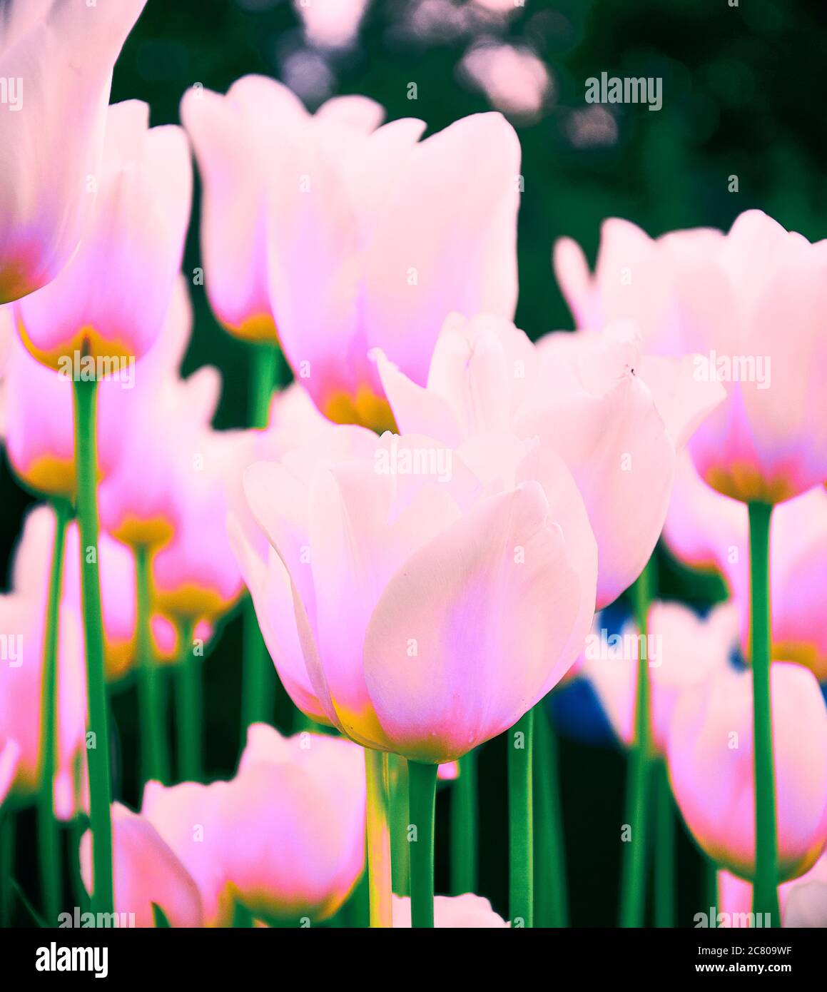 Tulipani rosa in colori pastello corallo su sfondo sfocato, primo piano. Fiori primaverili nel giardino con effetto bokeh per il tuo wallpape floreale orizzontale Foto Stock