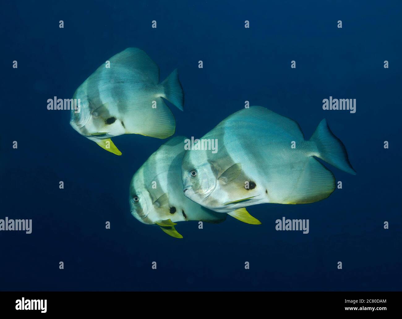 Secca di Longfin, Batfish Platax teira, Ari Atoll, Oceano Indiano, Maldive Foto Stock