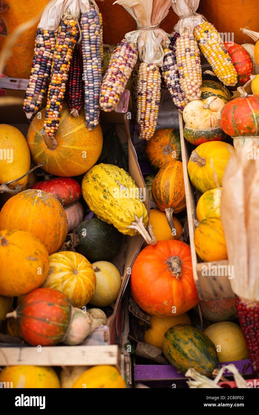 Foto di zucche e di mais colorato presso il negozio di fattoria d'autunno Foto Stock