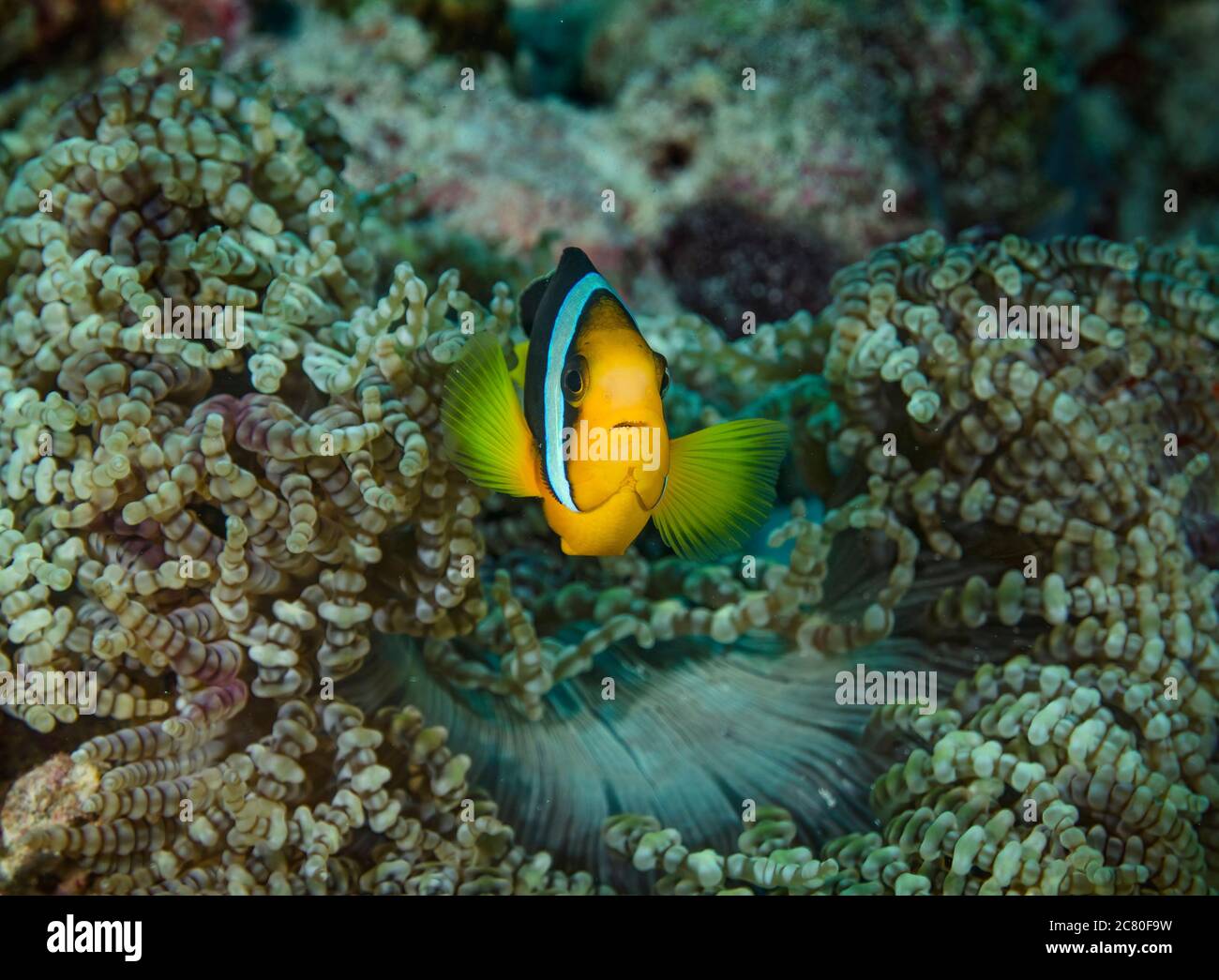 Anemonefish di Clark o Yellowtail Clownfish, Amphiprion clarkii, su Anemone, isola di Bathala, Ari Atol, Maldive Foto Stock