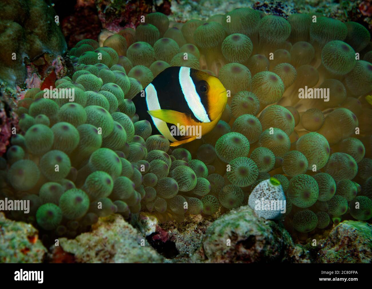 Anemonefish di Clark o Yellowtail Clownfish, Amphiprion clarkii, su Anemone, isola di Bathala, Ari Atol, Maldive Foto Stock