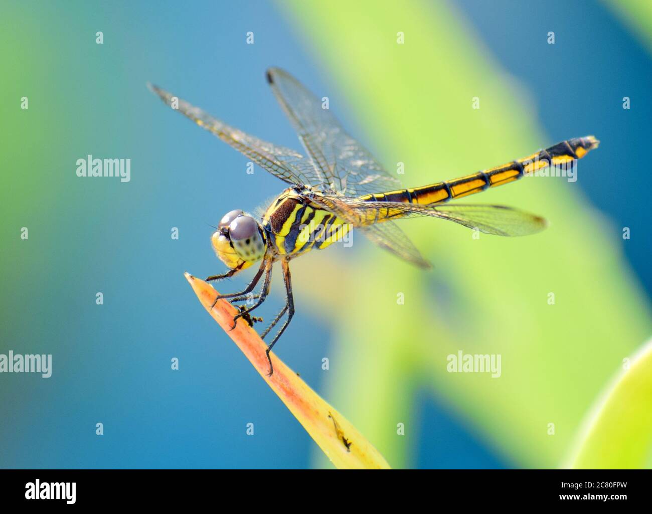 dragon fly seduto su una foglia verde da vicino da un giardino Foto Stock