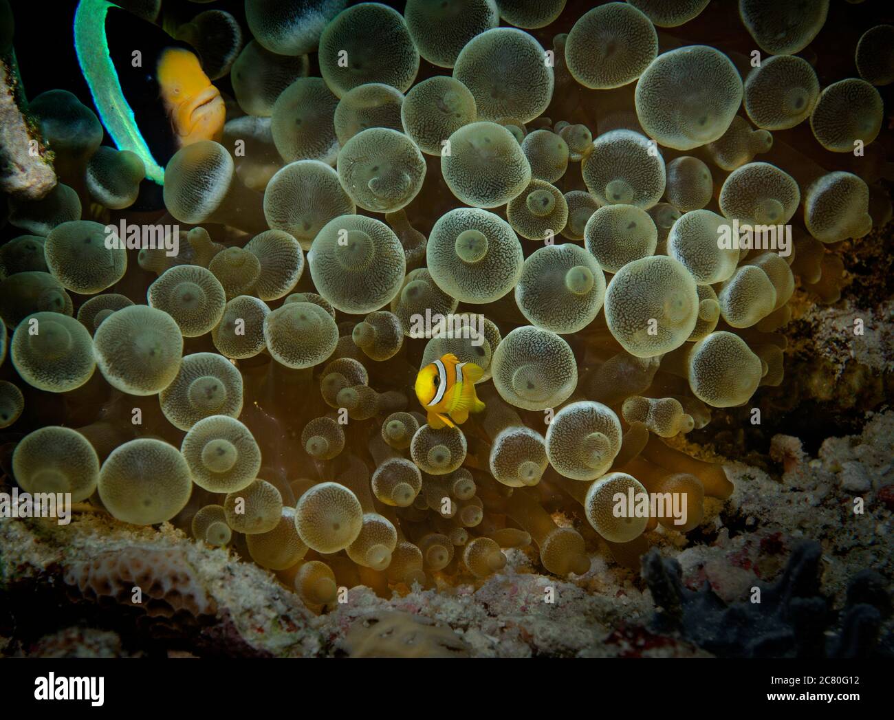 Anemonefish di Clark o Yellowtail Clownfish, Amphiprion clarkii, su Anemone, isola di Bathala, Ari Atol, Maldive Foto Stock