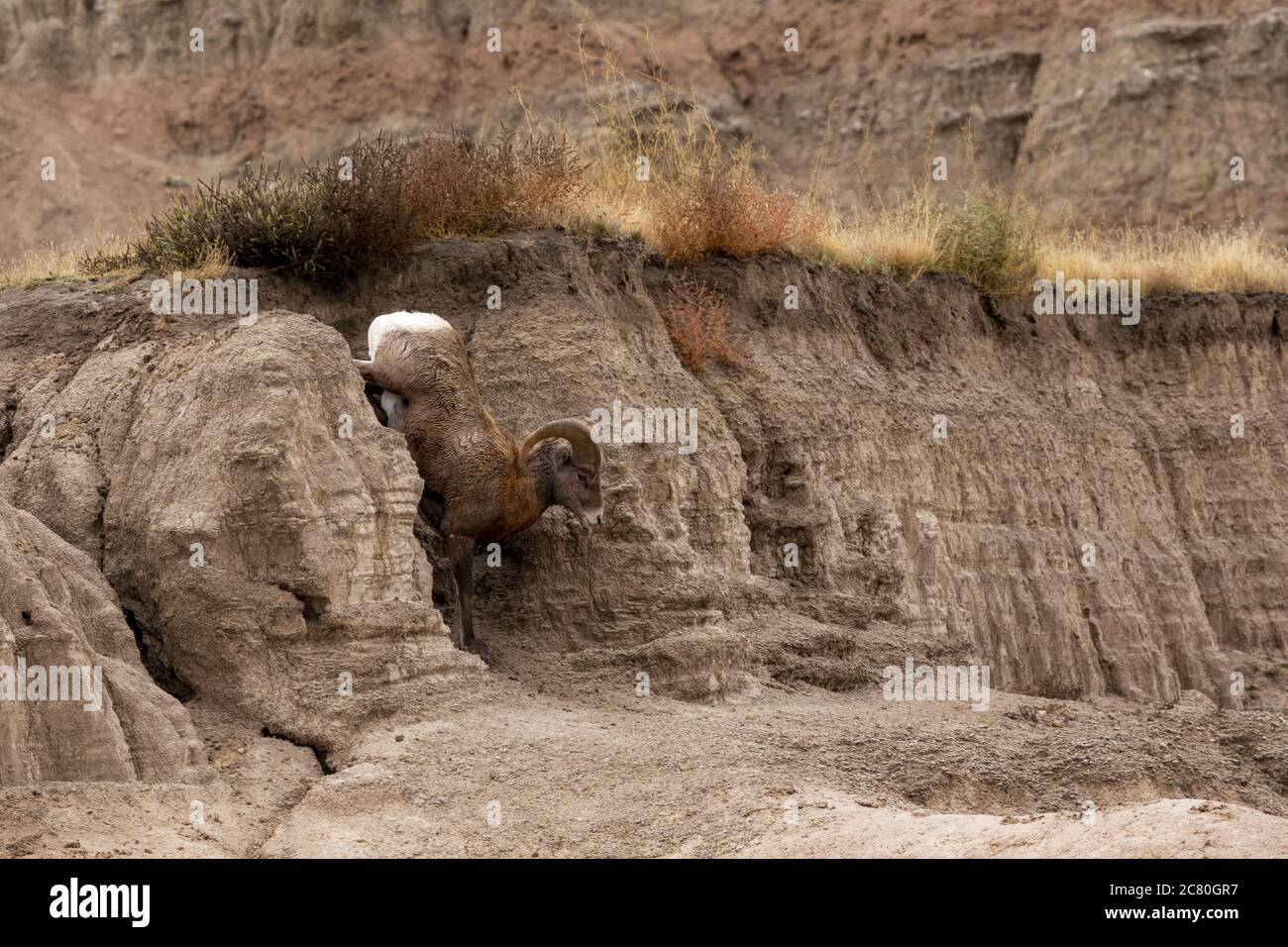 Fauna selvatica mouflons Bighorn pecore badlands parco nazionale South Dakota Stati Uniti Foto Stock