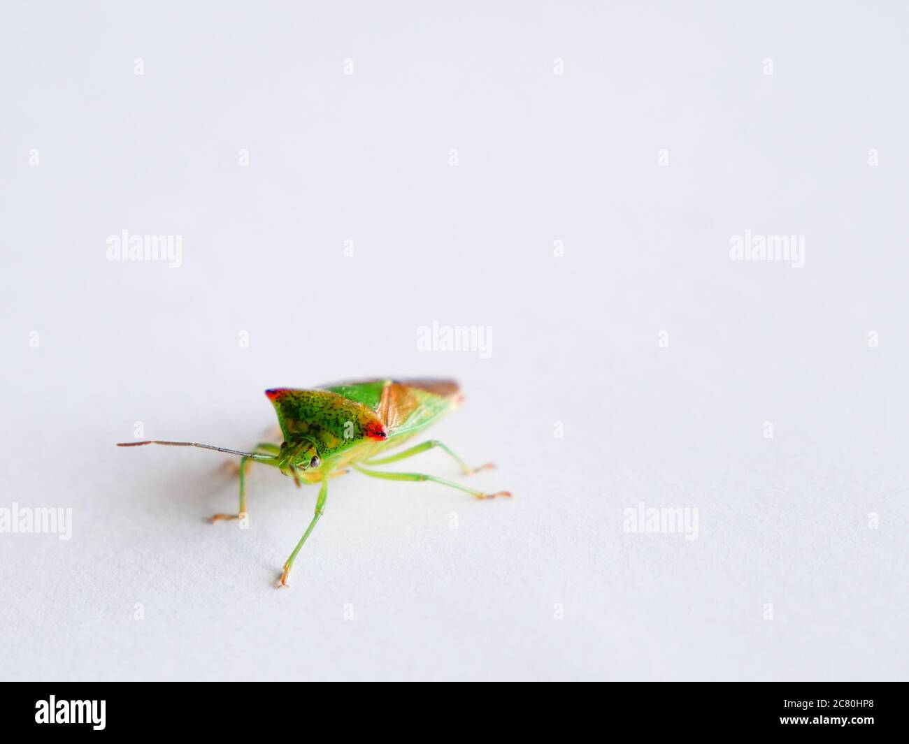 Baco di pupore di betulla su primo piano bianco Foto Stock