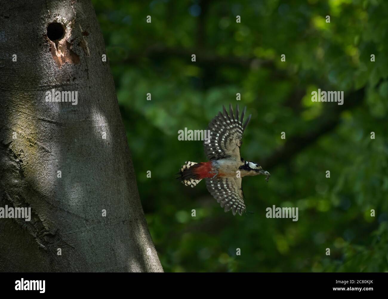 Grande picchio macchiato, Dendrocopos Major, in volo da buca con sacco fecale, in boschi, Lancashire, UK Foto Stock