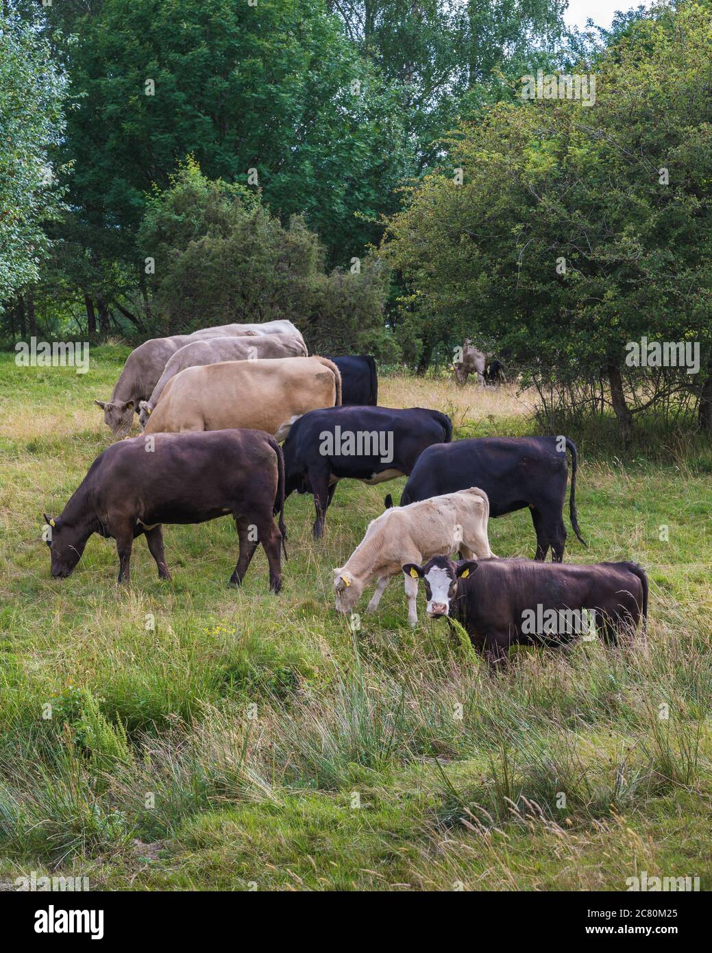 Un piccolo gregge di mucche sta mangiando dall'erba fresca in un pascolo forestale Foto Stock