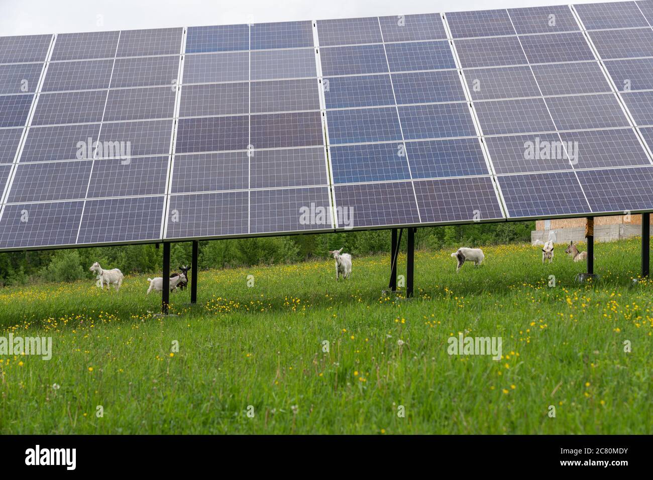 Pannello solare, fotovoltaico, fonte di energia alternativa sul verde erba Foto Stock