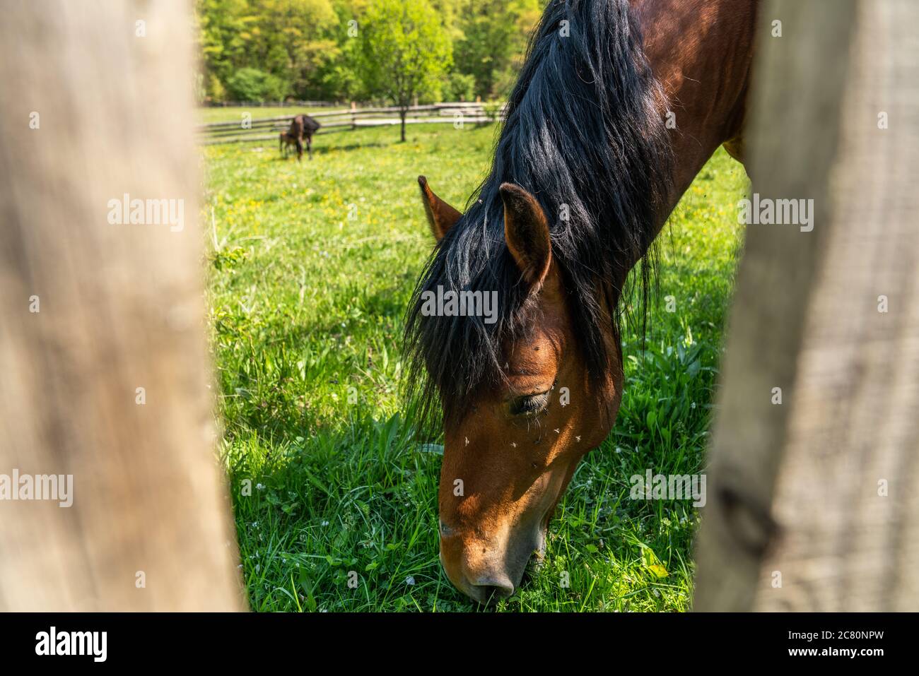 Ritratto di un cavallo che pascolano in un prato da vicino Foto Stock