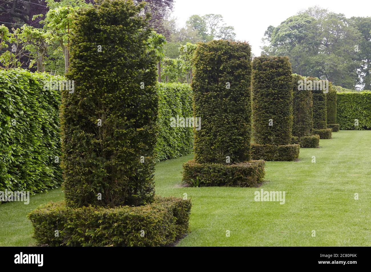 Colonne Yew disegnate dall'architetto giardino olandese Piet Oudolf Nel Silent Garden a Scampston Hall Foto Stock