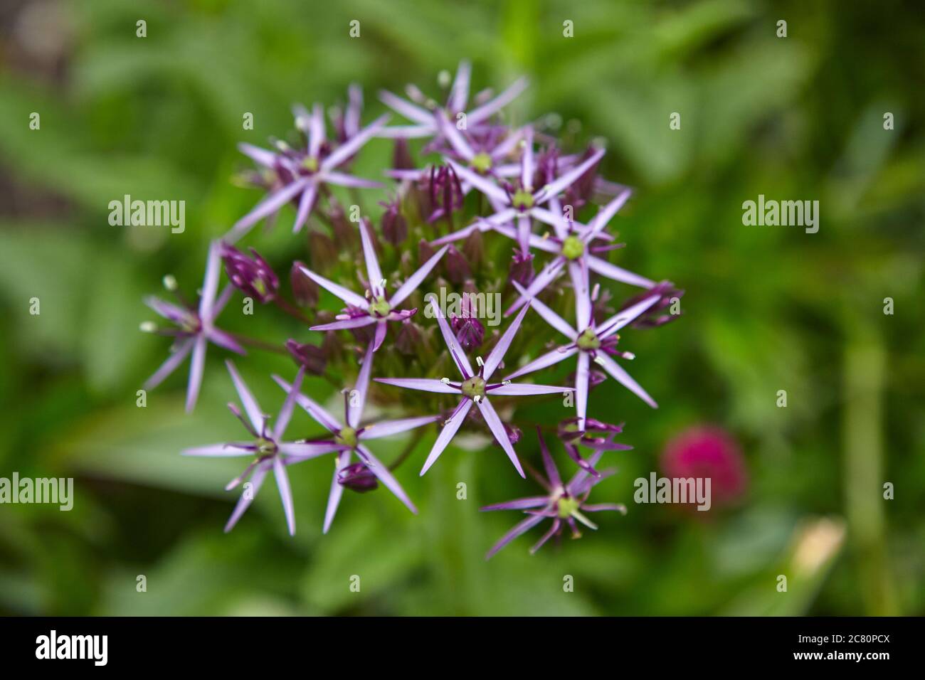 L'erbaceo perenne Allium cristophii, comunemente noto come Stella della Persia Foto Stock