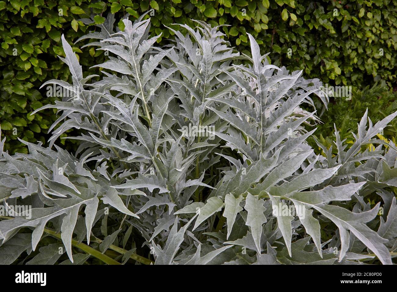Foglie grigio-argento del Cynara cardunculus, una pianta di tipo mediterraneo, comunemente chiamata cardo Foto Stock