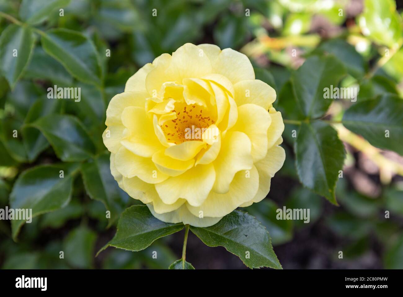 Primo piano della rosa rosa "Gold Marie" in fiore Foto Stock
