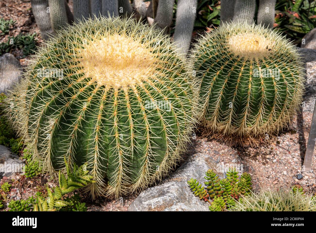 Echinocactus grusonii, conosciuto anche come il cactus dorato del barile, la sfera dorata o il cuscino della madre-in-legge, cactus al giardino d'inverno a Helsinki, Finlandia Foto Stock