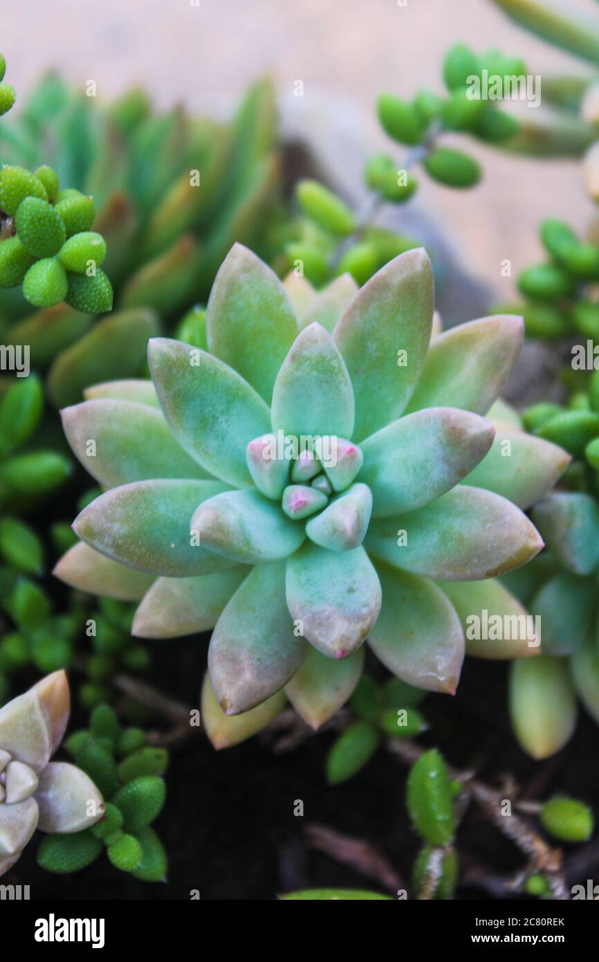 Sedum adolphii Raym. In un bellissimo closeup in Brasile come noto come hamet Foto Stock