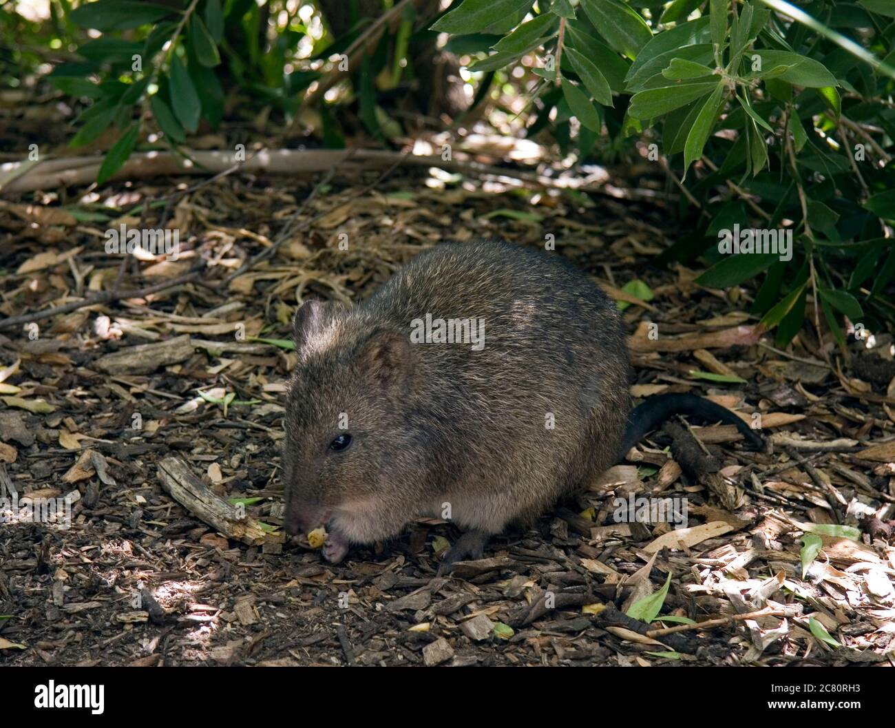 In via di estinzione, Potoroo, annuito a lungo, foraggio in sottobosco, Australia del Sud Foto Stock