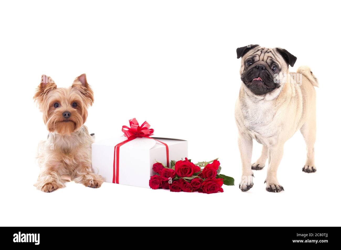 san valentino - yorkshire terrier e cane da pug con scatola regalo e fiore  isolato su sfondo bianco Foto stock - Alamy